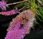 Veronicastrum virginicum 'Fascination'  bonne plante mellifère - closeup