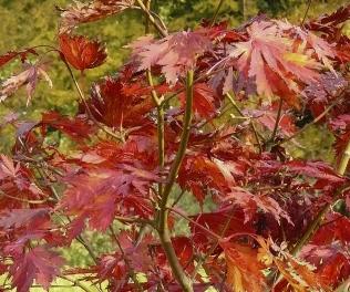 acerpalmatum