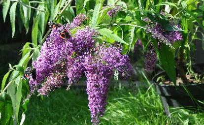 BuddlejadavidiiDartmoorvlinderfestiva3