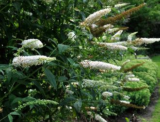 BuddlejadavidiiWhiteCloud1