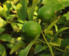 Citrus limon 