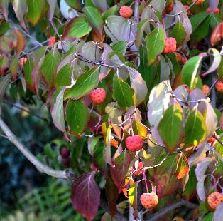 CornusKousaBlueShadow