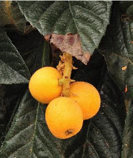 Eriobotrya Japonica japanse wolmispel neflier du japon fruit