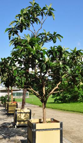 Neflier du Japon , Eriobotrya Japonica , loquat