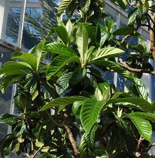 Eriobotrya japonica loquat Neflier du Japon