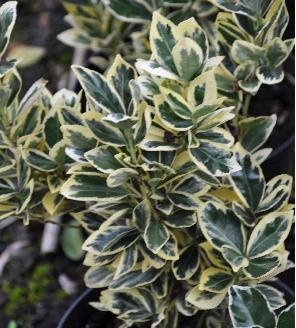 EUONYMUSEXTASE