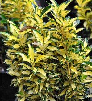 EuonymusLuna