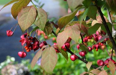 EuonymusPlanipes4septVN