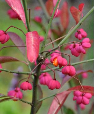 EuonymusRedCascadeokt2