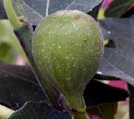 Ficus carica 'précoce de Dalmatie'