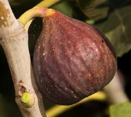 Ficus carica 'Texas Everbearing'