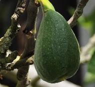 Ficus carica 'Texas Everbearing'