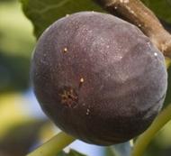 Ficus carica 'Texas Everbearing'