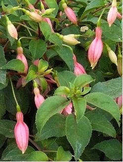 fuchsiagloverdalepearl2