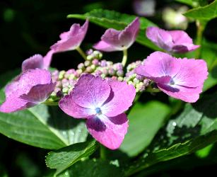 HydrangeaAnnekeSterkenVN2mailLR