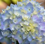 HydrangeamacrophyllaSemperflorensblauwVN