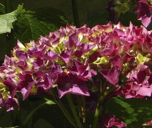 HydrangeamacrophyllaLeuchtfeuer