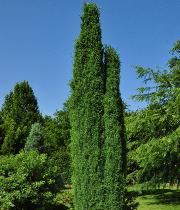 Juniperus communis 'Constance Franklin'  Genévrier commun - photo en été