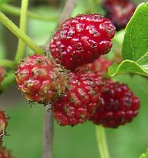 Morus alba fruit comestible