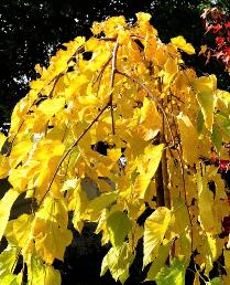 Morus alba Pendula  feuillage en automne vn