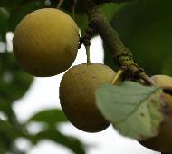 PrunusdomesticaReineClaudedOullinspano