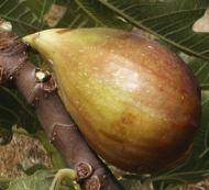 Ficus carica 'Texas Everbearing'