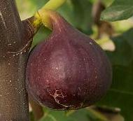 Ficus carica 'Texas Everbearing'